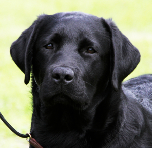 Black Labrador Female, Fancy