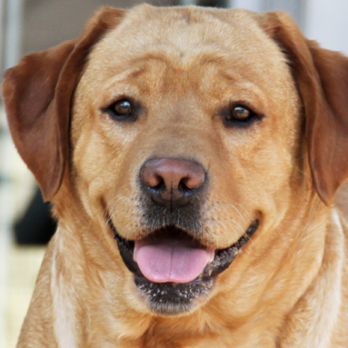 fox red female labrador