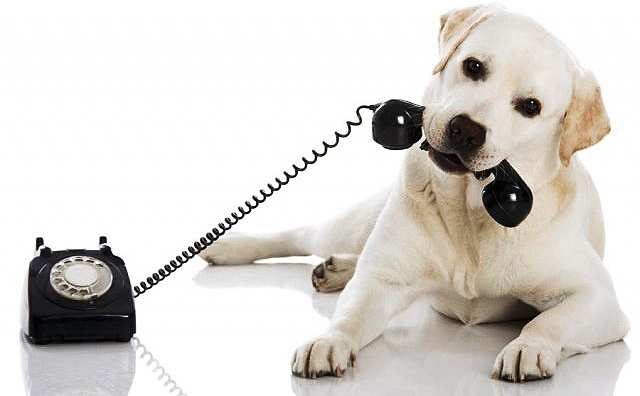 Contact Country Labs