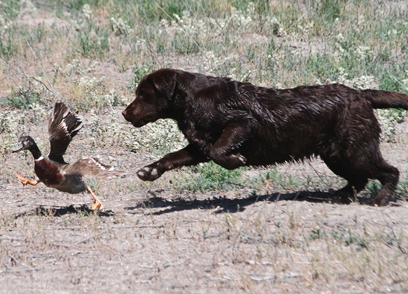 Chocolate English Labrador California Chocolate English Labrador California