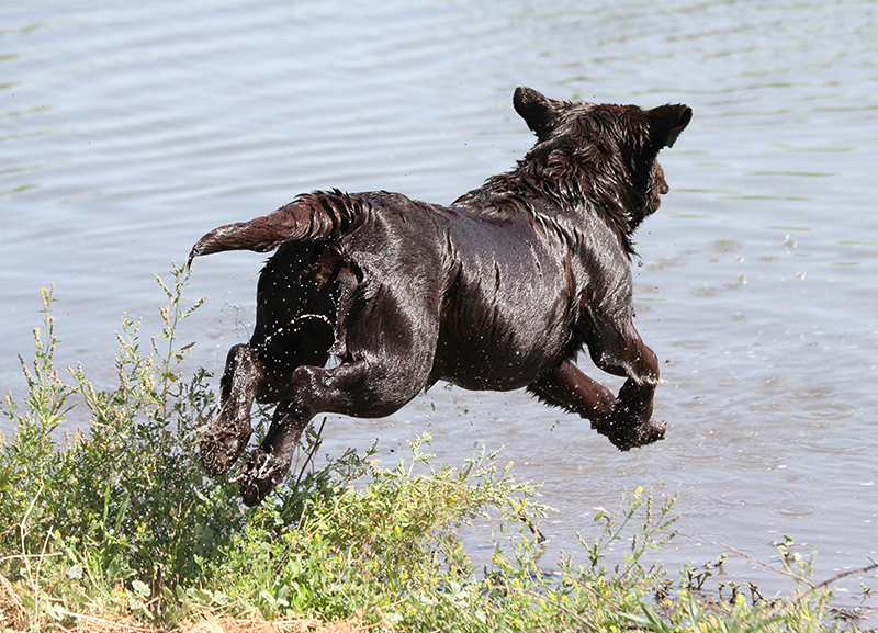 Female Chocolate English Lab Female Chocolate English Lab