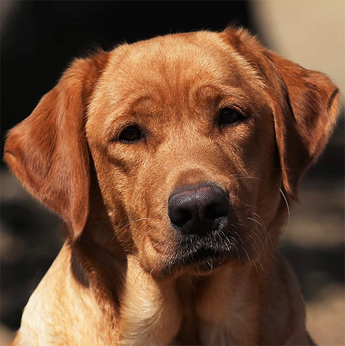 Fox Red Labrador puppies for sale in California