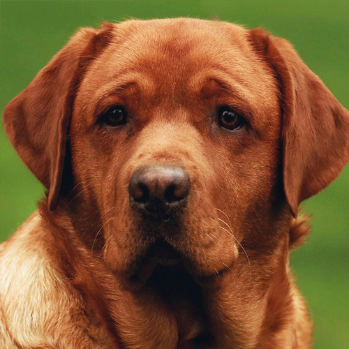 Fox Red Labrador female