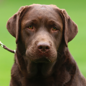 Jo Jo Chocolate Labrador female
