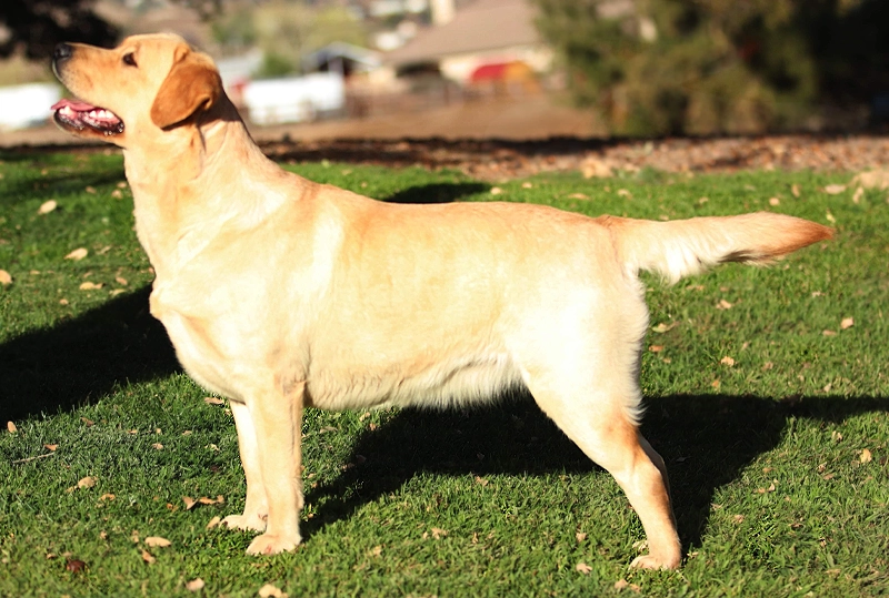 Carolina Beautiful Yellow Female Labrador Retriever