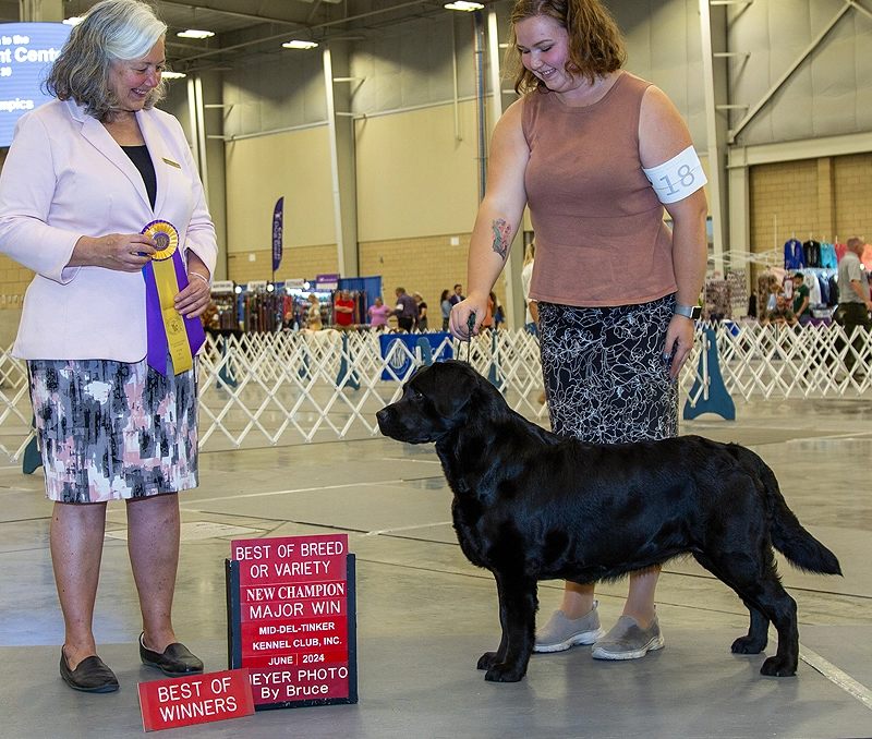 Black Labrador Retriever named Pearl receiving her Championship award.