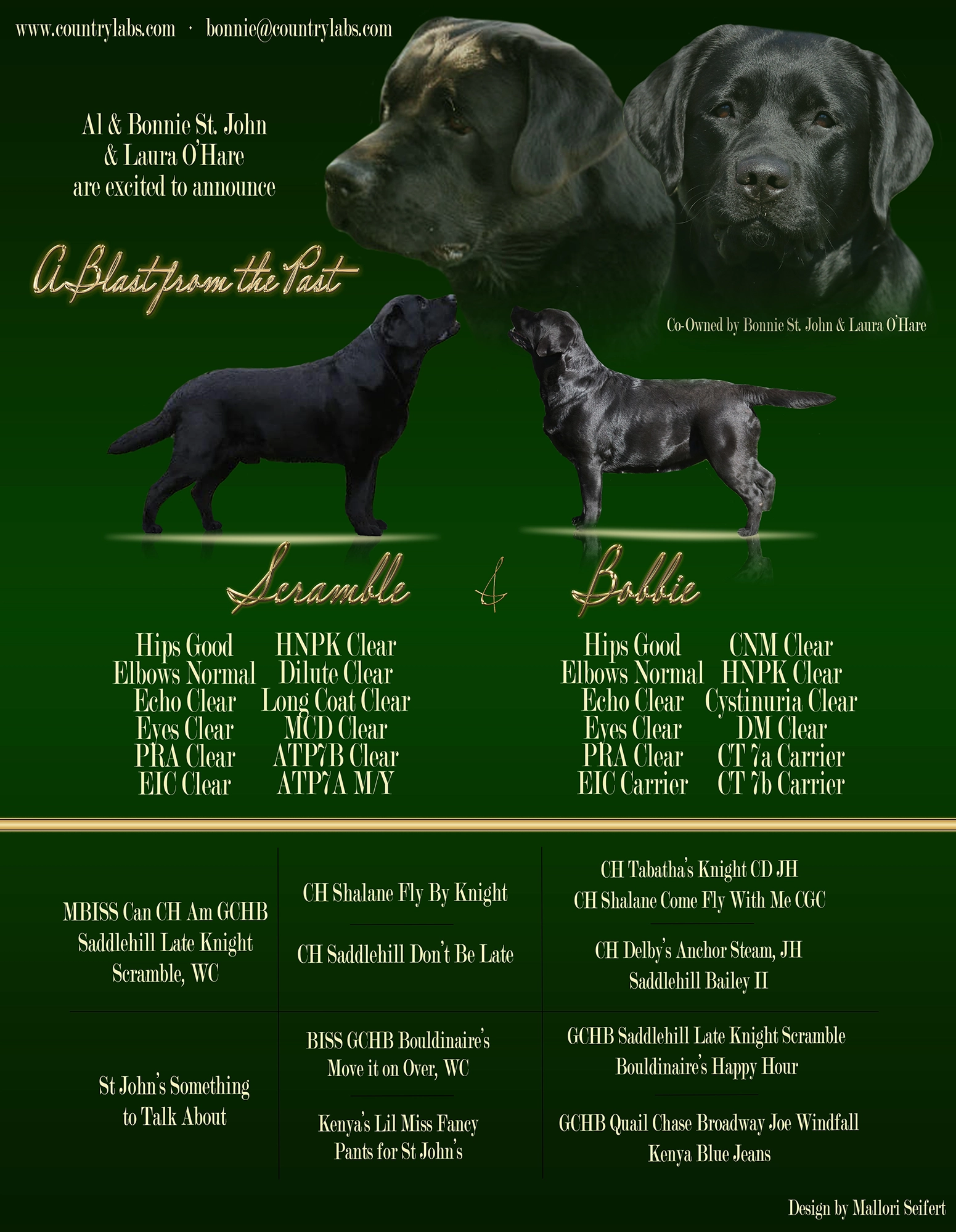 MBISS Can CH Am GCHB Saddlehill Late Knight Scramble