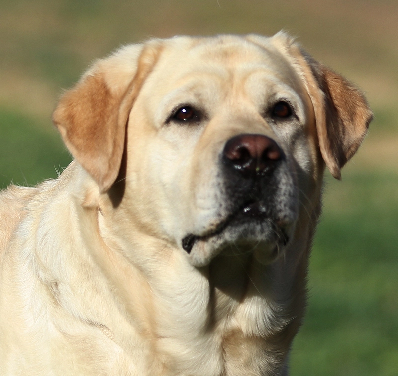 Lana is a yellow Labrador Retriever female.