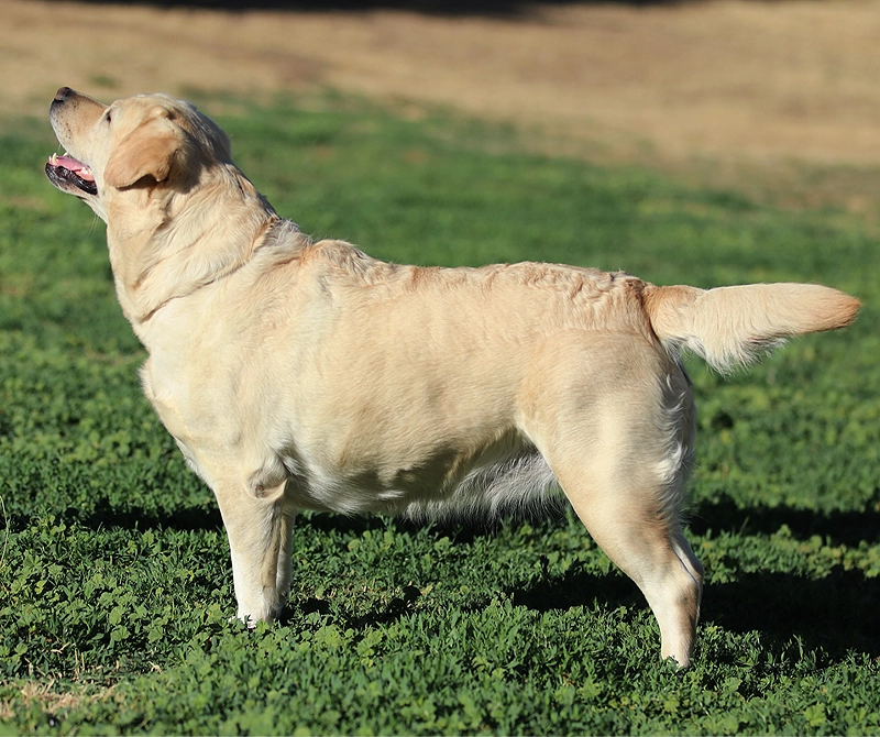 Lana is a yellow Labrador Retriever female.