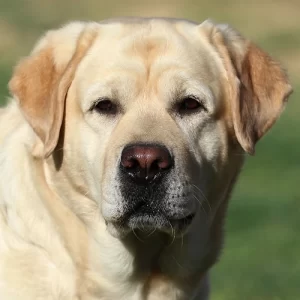 lana-yellow-labrador-sm