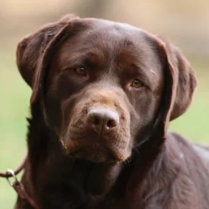 labrador-bayou-sm