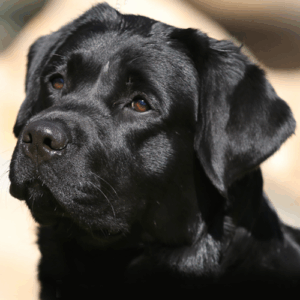 Black Labrador Retriever female named Pearl Black Labrador Retriever female named Pearl