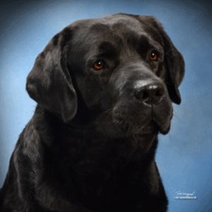 Black Labrador Retriever male named Remy Black Labrador Retriever male named Remy