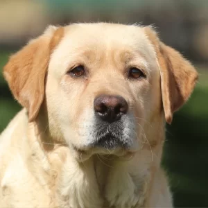 Carolina Beautiful Yellow Female Labrador Retriever