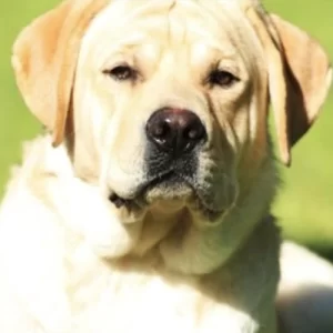 Bocephus-yellow-labrador